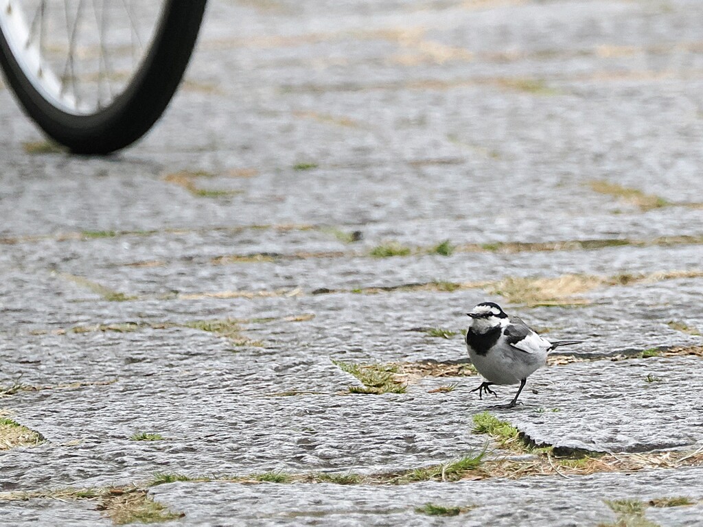 セキレイさん、自転車きてるよ。気を付けてね。