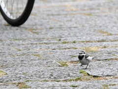セキレイさん、自転車きてるよ。気を付けてね。