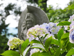 深妙寺の紫陽花