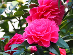 ご近所様の大輪山茶花