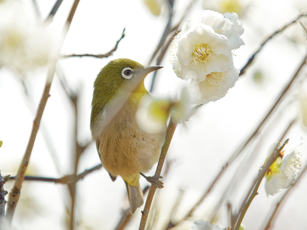 花の香りを嗅ぐメジロちゃん