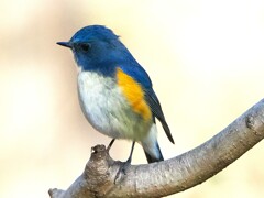 綺麗な青い子撮れた。（ルリビタキ）