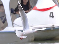 ボート脇をかすめるユリカモメ