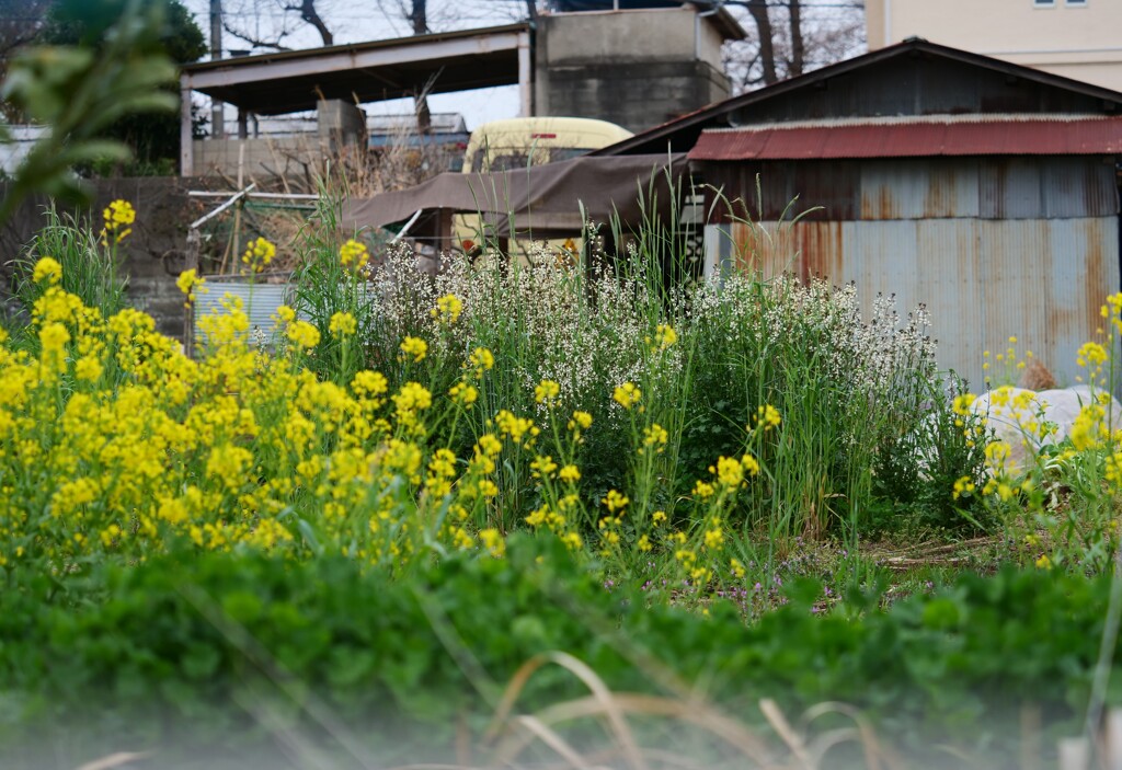お散歩スナップ　農家の菜の花