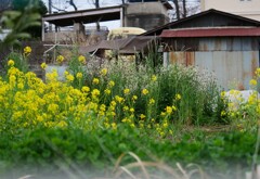 お散歩スナップ　農家の菜の花