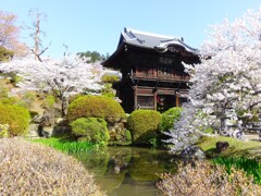 聖天院の桜　（日高市）
