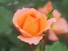 神代植物園　秋薔薇フェスタ　　　あまい香り