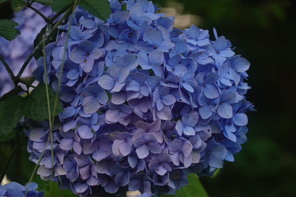 紫陽花（深大寺）