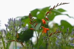 雨上がりの花