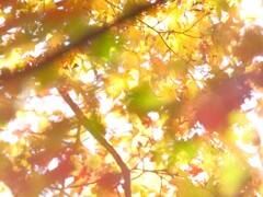 もみじと光と遊ぶキラキラな世界