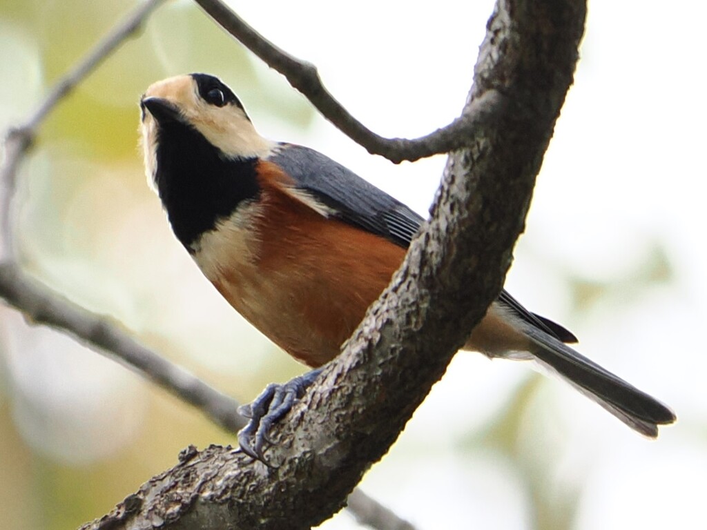 ハンサムなヤマガラちゃん