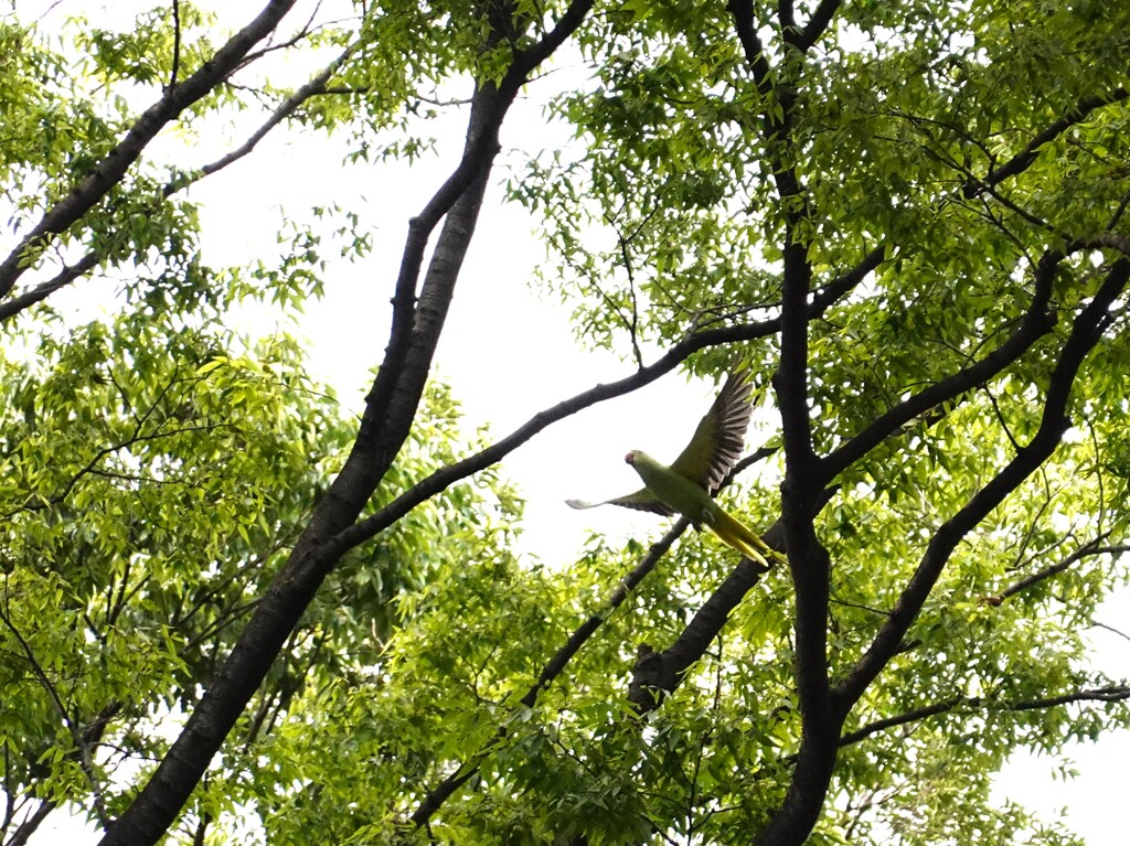 野生インコの飛翔