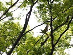 野生インコの飛翔