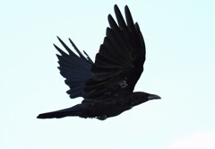 今朝の飛翔Ⅱ