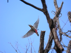 アカゲラの飛翔