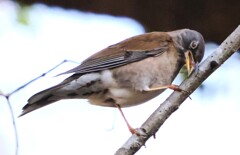 変顔のシロハラさん　どうしちゃったの？？　何か変なもの食べたのかな～？　大丈夫？
