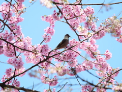 新宿御苑の桜　Ⅶ