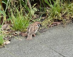 何処かに餌落ちていないかな～