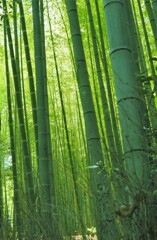 嵐山の竹林　Ⅰ