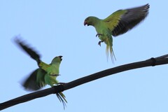 今朝のワカケホンセイインコ