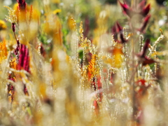 秋の草花