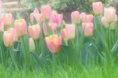 さいたさいたチューリップの花が・・・♪