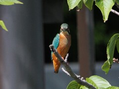 カワちゃんと目が合っちゃった