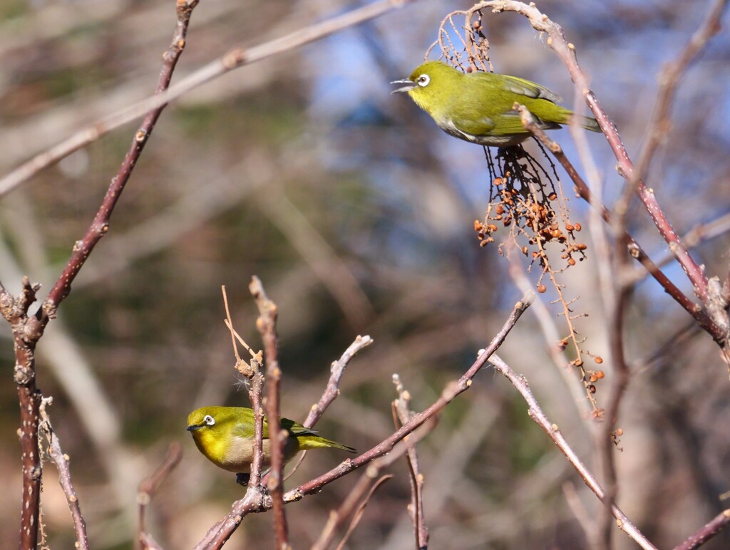エナガ夫婦　⑥貴方、頂きましたわよ！