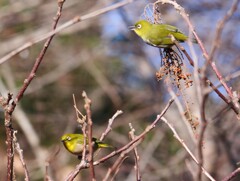 エナガ夫婦　⑥貴方、頂きましたわよ！
