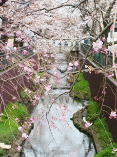 近所の散歩　桜　スナップ写真　Ⅷ