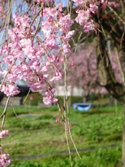 田舎の農地を思い出す