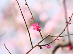 かわいい紅梅