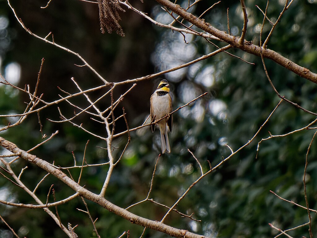 念願のミヤマホウジロ君を撮りました。(^_-)-☆