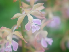 香り高いエビネ