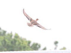 ヒドリガモ主婦の飛翔