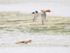 ヒドリガモ夫婦の飛翔
