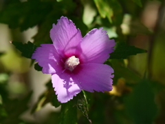 川辺に咲く花　芙蓉