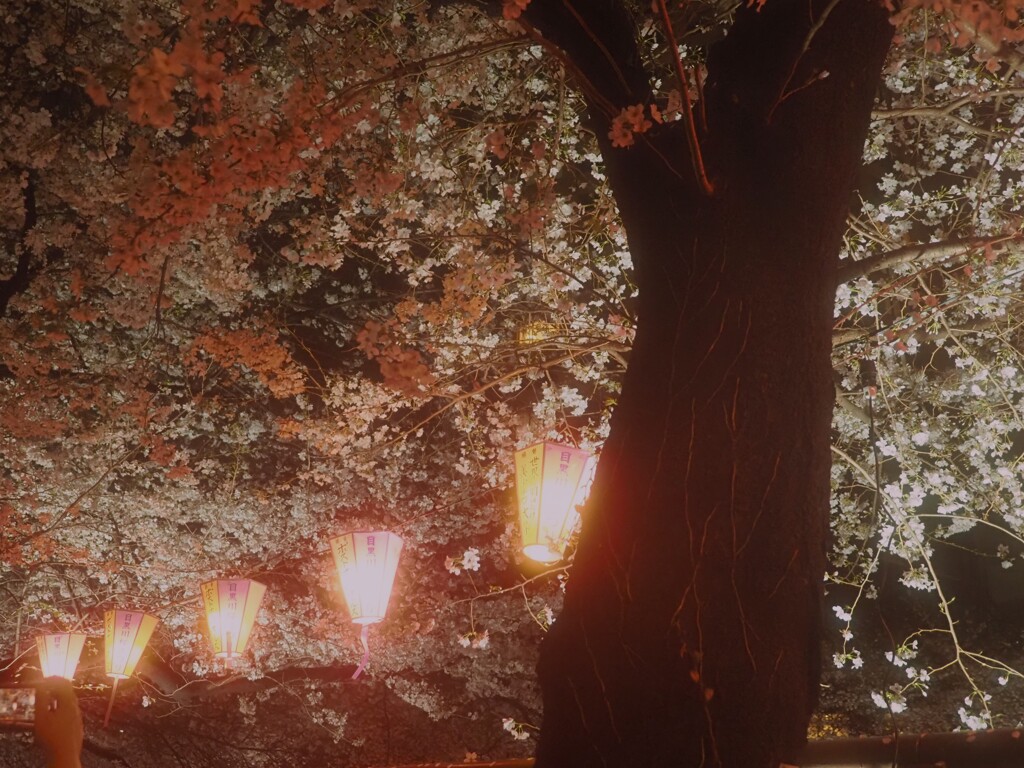 夜桜