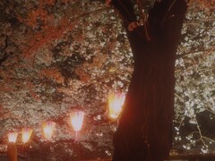 夜桜