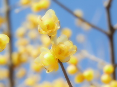 香り漂う蝋梅
