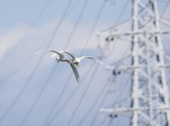 コサギさんが飛んで行く
