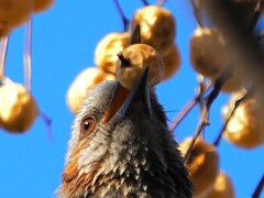 大好きな実を銜えて、笑顔が満点なヒヨドリさん