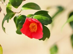 椿　　　チョット小さい虫さんが着いていましたね。　虫して下さいね。（笑）