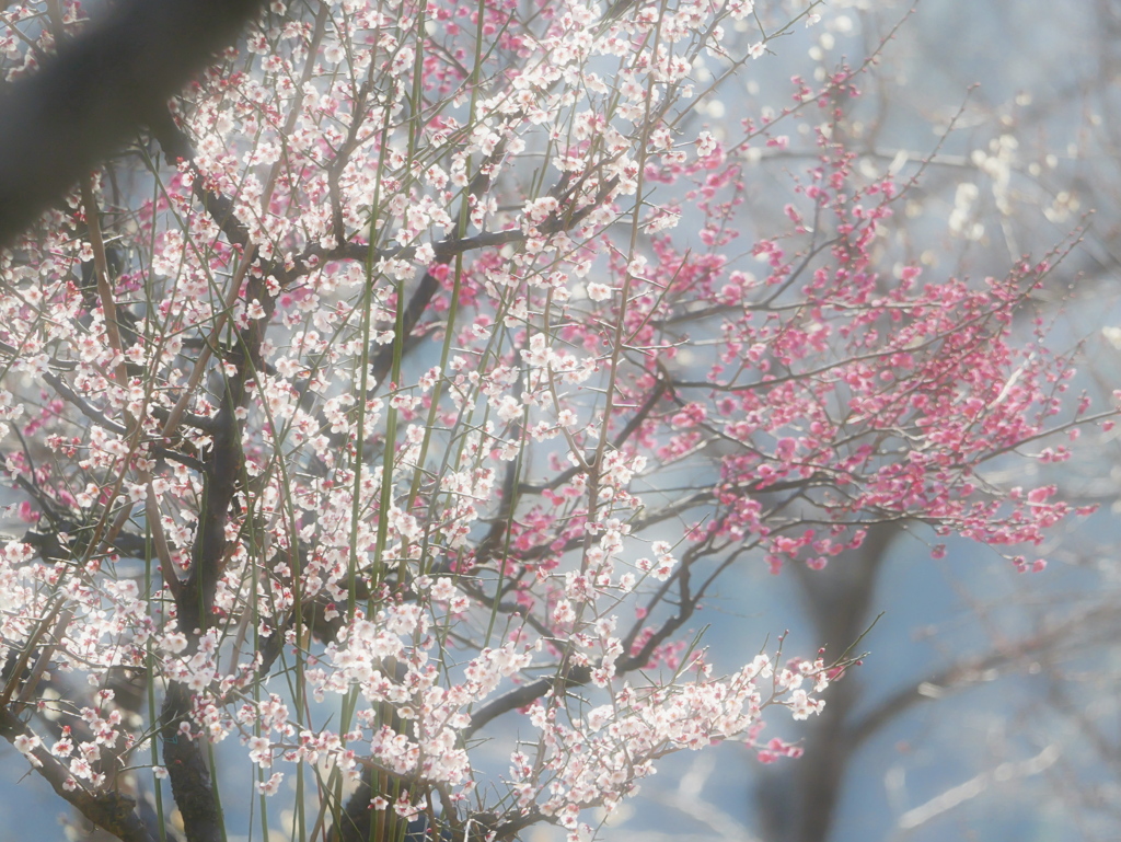 春の風景