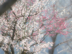春の風景