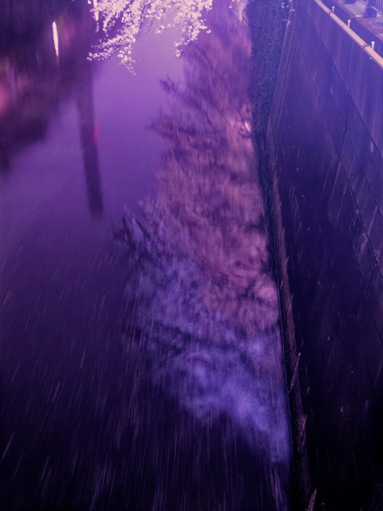 目黒川の夜桜より　時が流れる川