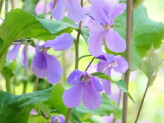 紫色のお花