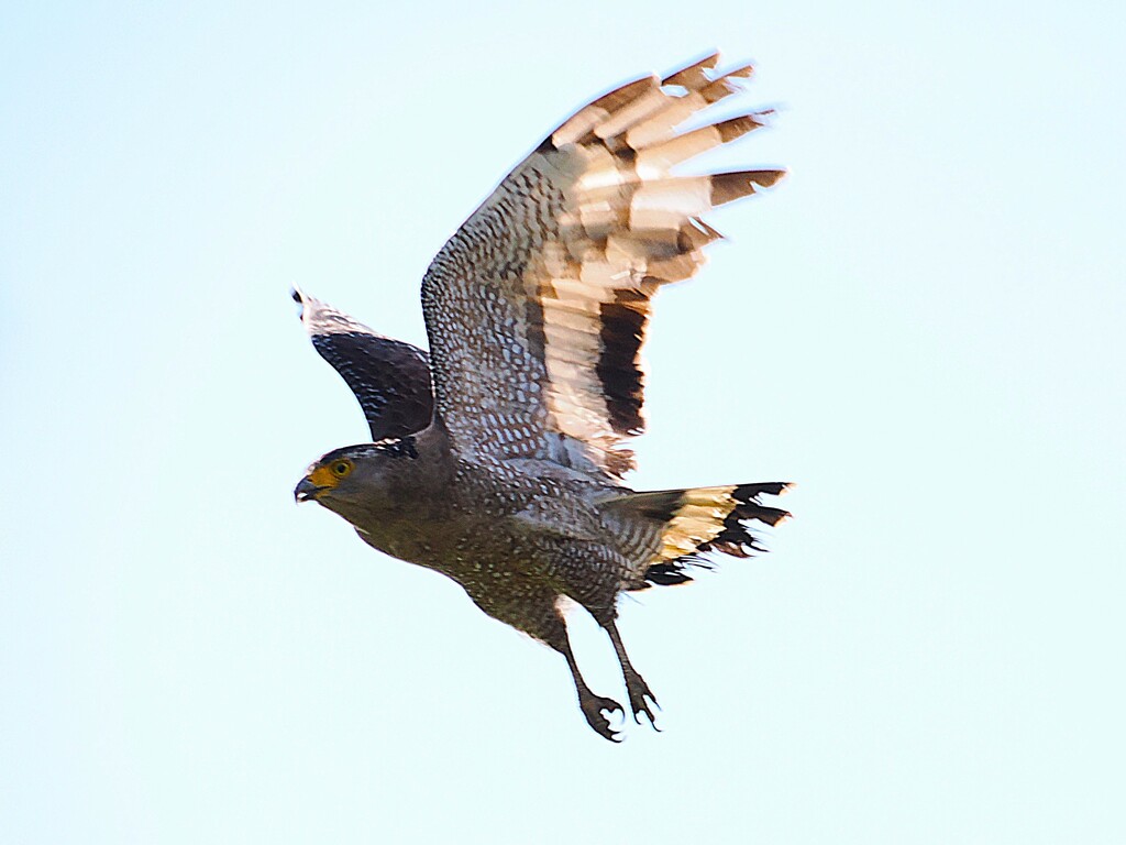 石垣島で見つけたカンムリワシ飛翔