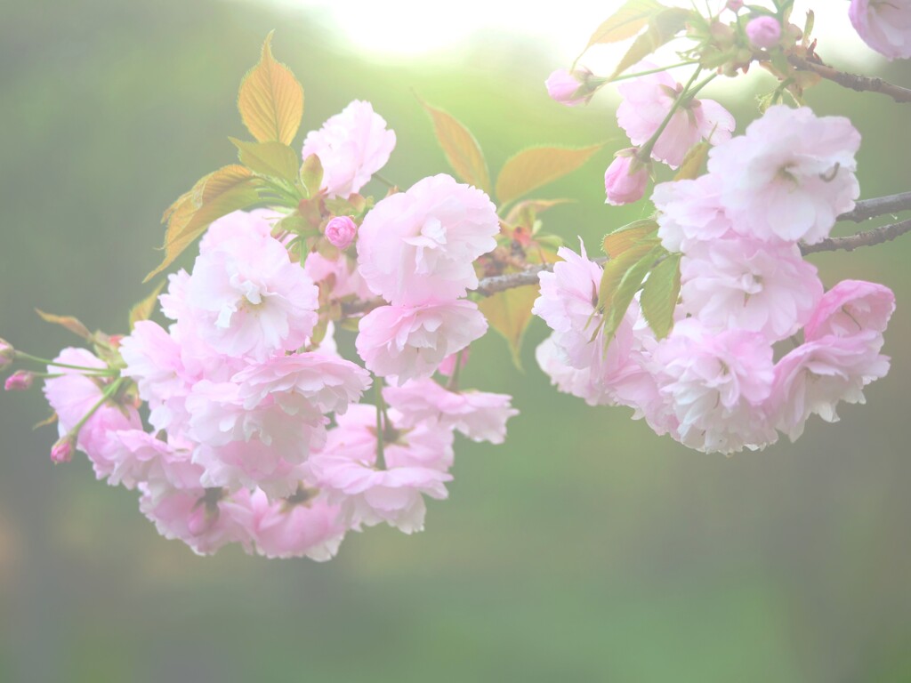サトザクラ