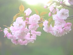 サトザクラ